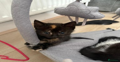 Mixed Breed cats - Advert 3