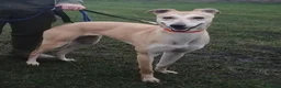 Mixed Breed dogs for sale: Saluki whippet greyhound - Advert 11