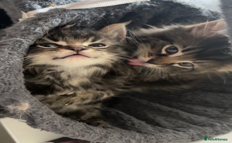 Maine Coon cats - Advert 4