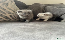 British Shorthair cats for sale: British shorthair cross - Image 4