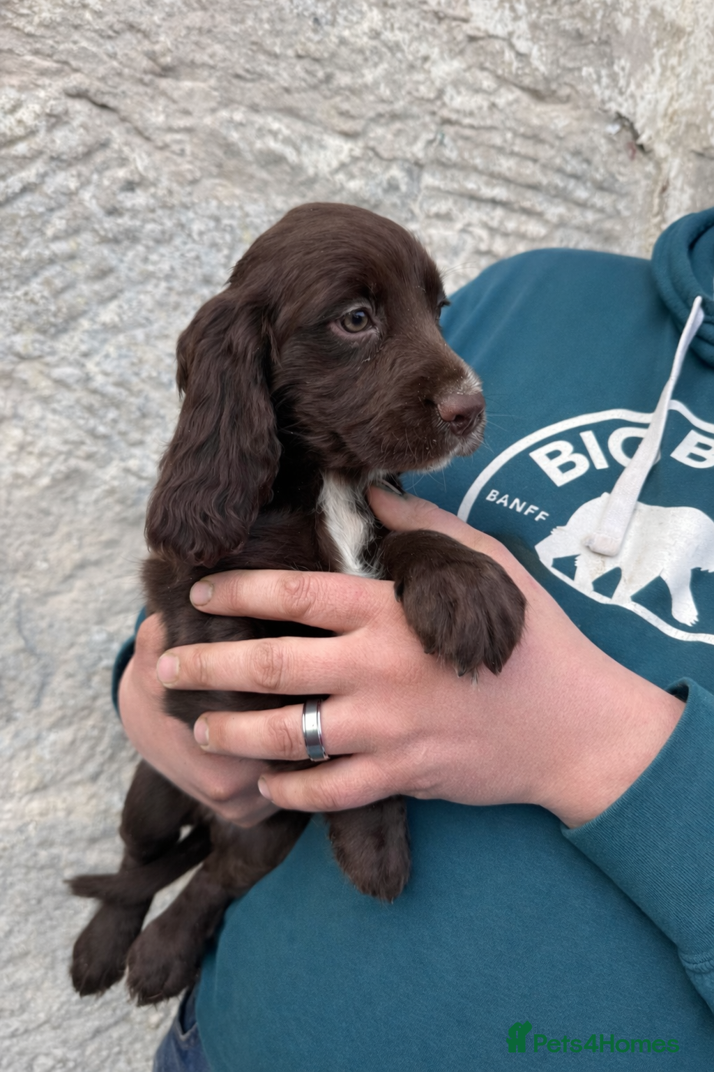 Cocker Spaniel dogs LAST BOY READY NOW - Advert 7