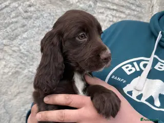 Cocker Spaniel dogs LAST BOY READY NOW - Advert 7