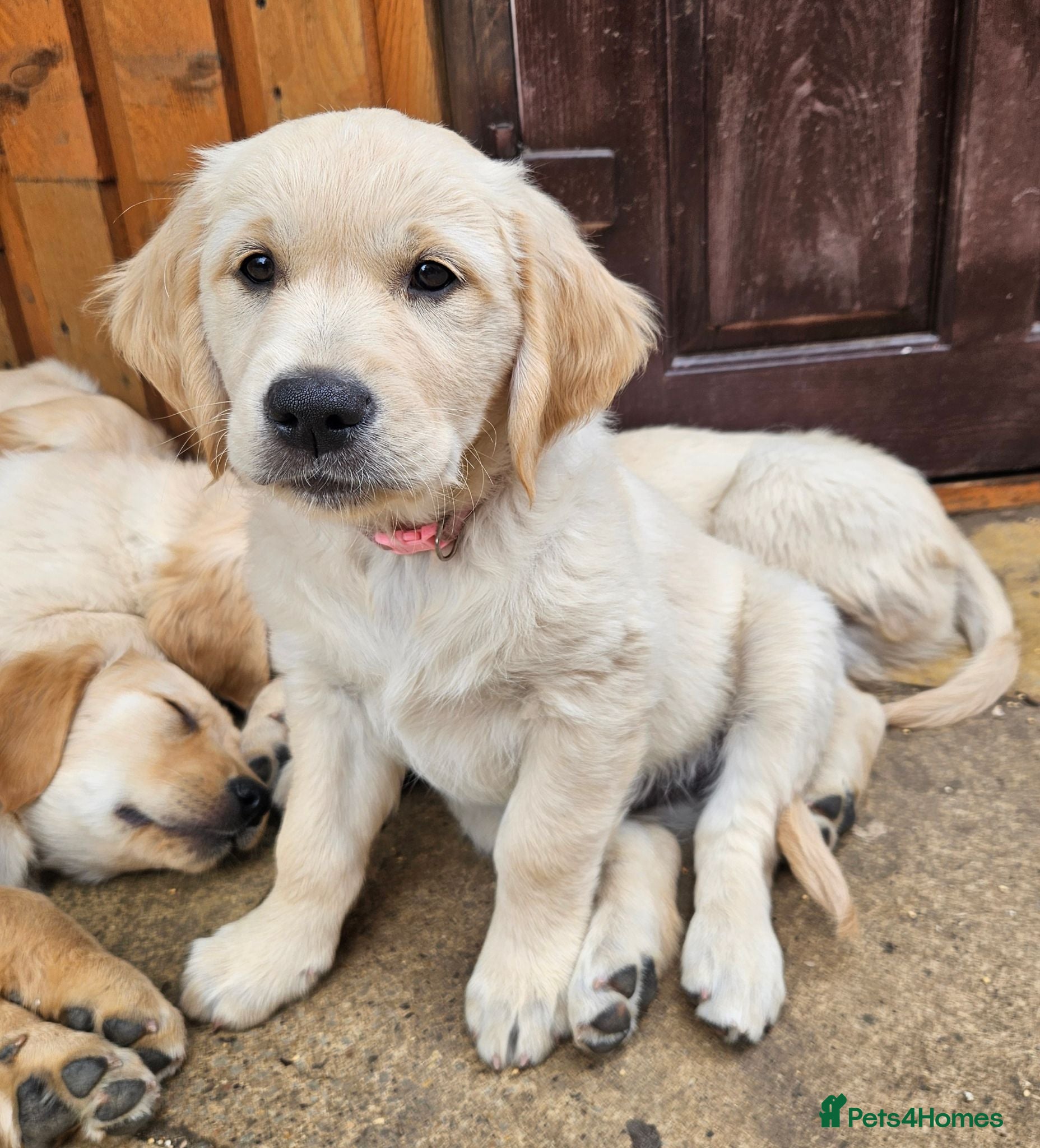 Golden Retriever dogs READY TO LEAVE Litter of Golden Retriever puppies - Advert 2