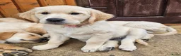 Golden Retriever dogs for sale: READY TO LEAVE Litter of Golden Retriever puppies - Advert 2
