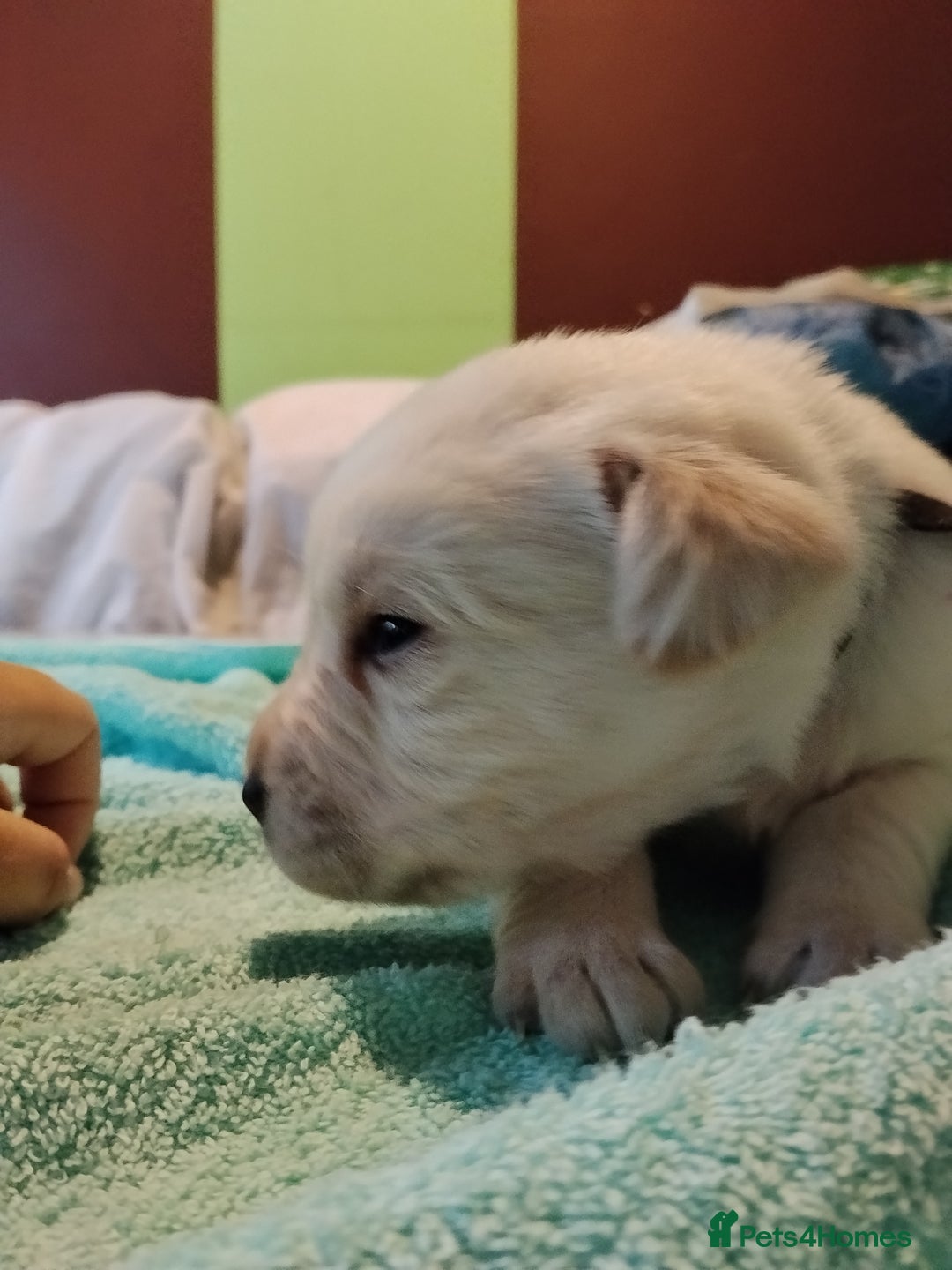 Labrador Retriever dogs for sale: Beautiful Golden and Black Labs - Advert 25