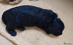 Cockapoo dogs for sale: F3 cockapoo  - Image 14