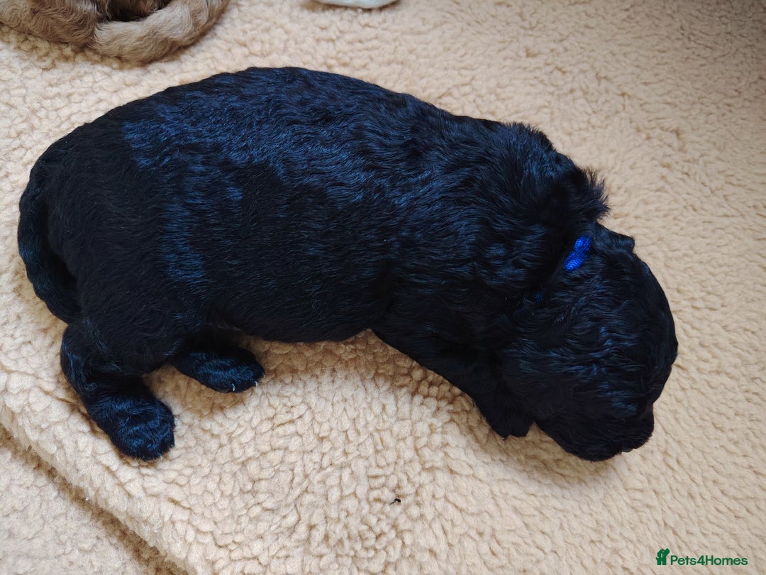 Cockapoo dogs for sale: F3 cockapoo  - Image 14