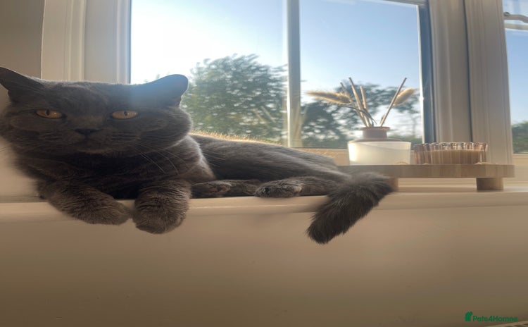 British Shorthair cats - Advert 2