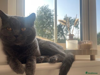 British Shorthair cats - Advert 13