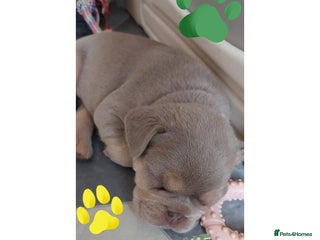 French Bulldog dogs KC Registered French Bulldog Puppies - Advert 4