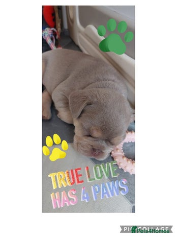 French Bulldog dogs KC Registered French Bulldog Puppies - Advert 4