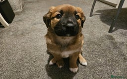 Mixed Breed dogs for sale: Adorable Lurcher Cross Puppies Available! - Image 5