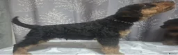 Airedale Terrier dogs for sale: Gorgeous Airedale Litter! - Advert 23