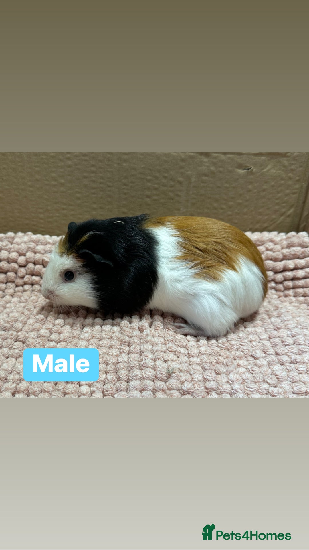 Guinea Pig rodents for sale: Young Guinea pigs  - Advert 10