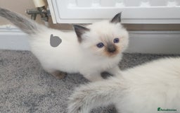 Ragdoll cats for sale: 5 fully seal point ragdoll kittens  - Image 18