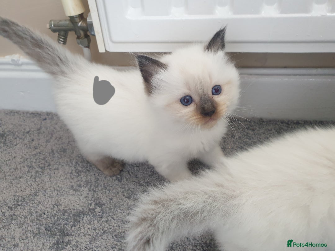 Ragdoll cats for sale: 5 fully seal point ragdoll kittens  - Image 18