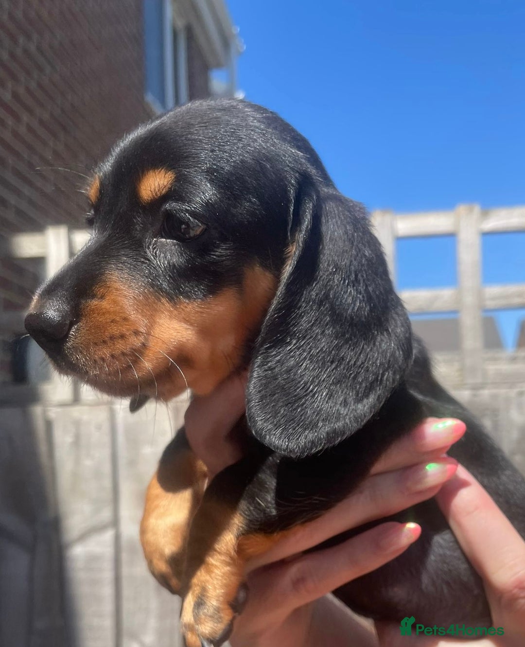 Miniature Dachshund dogs for sale: Beautiful Miniature Daschunds  - Image 33
