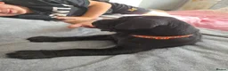 Great Dane dogs for sale: Great dane pups  - Advert 36