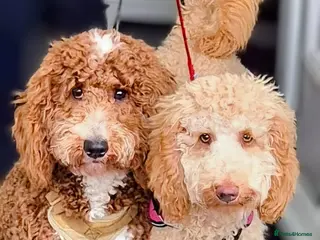 Cockapoo dogs Cockapoo Puppies - Advert 5