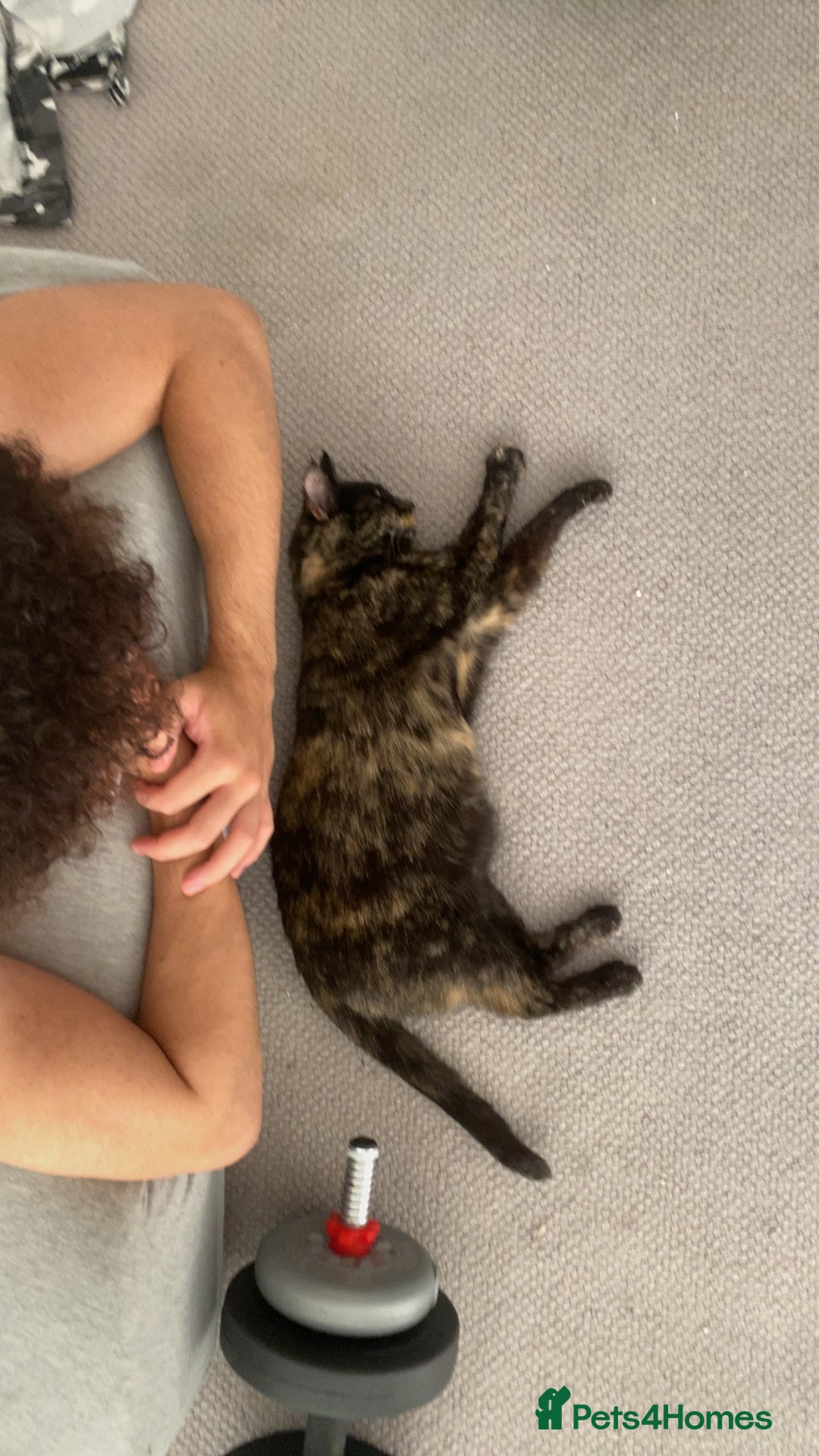 British Shorthair cats for sale: Juno the Tortoiseshell 🫶🏽 - Image 3