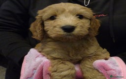 Cockapoo dogs for sale: Cockapoo F2 Puppies - Image 9