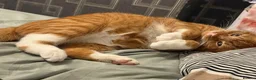 Mixed Breed cats for sale: Male Cat Looking for a New Home 🐾 - Advert 2