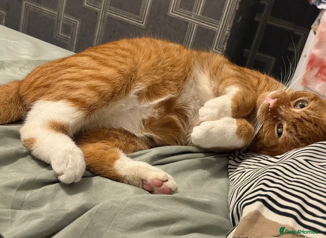 Mixed Breed cats for sale: Male Cat Looking for a New Home 🐾 - Advert 2
