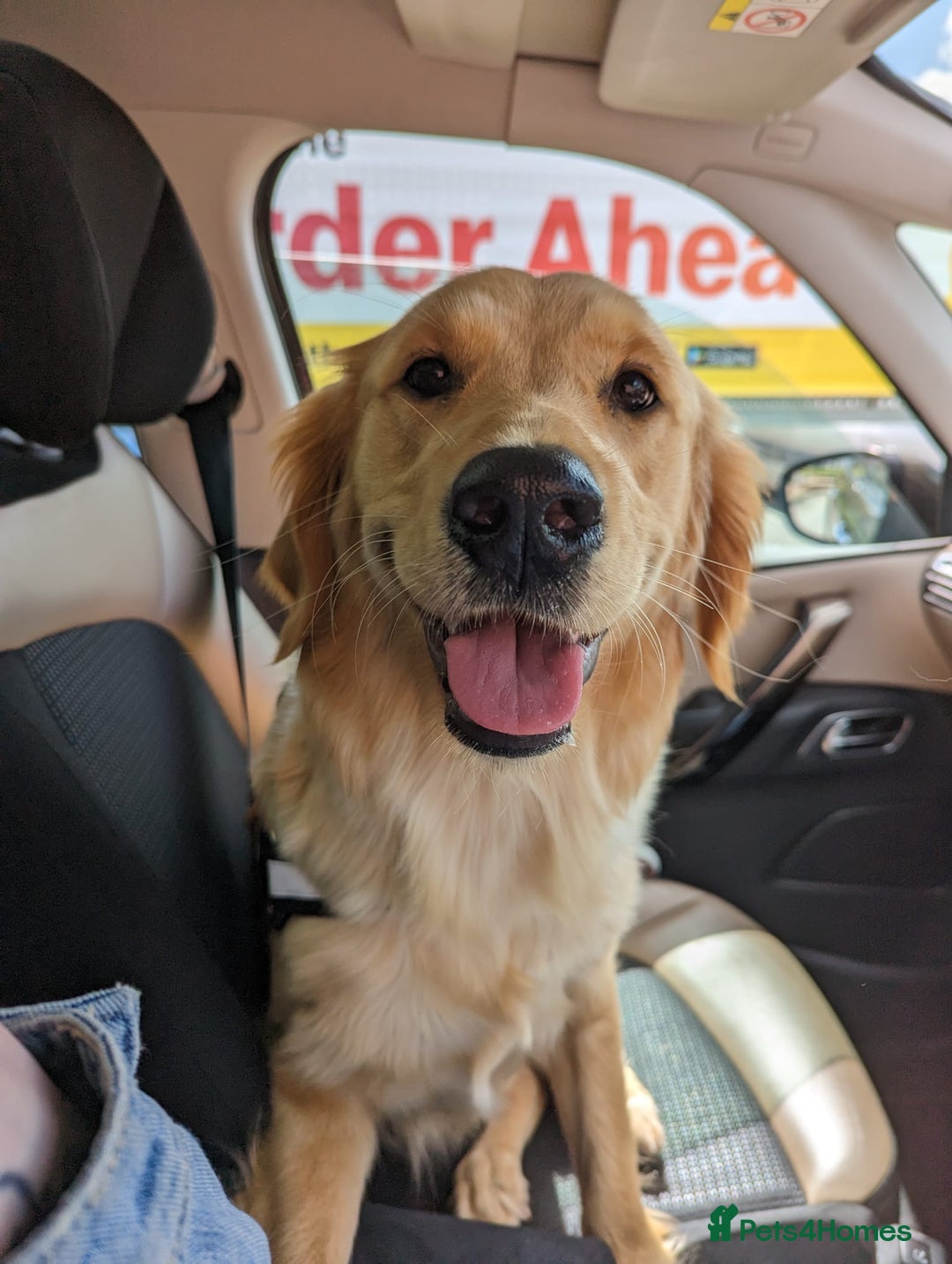 Golden Retriever dogs for stud: Looking for a stud - Advert 2