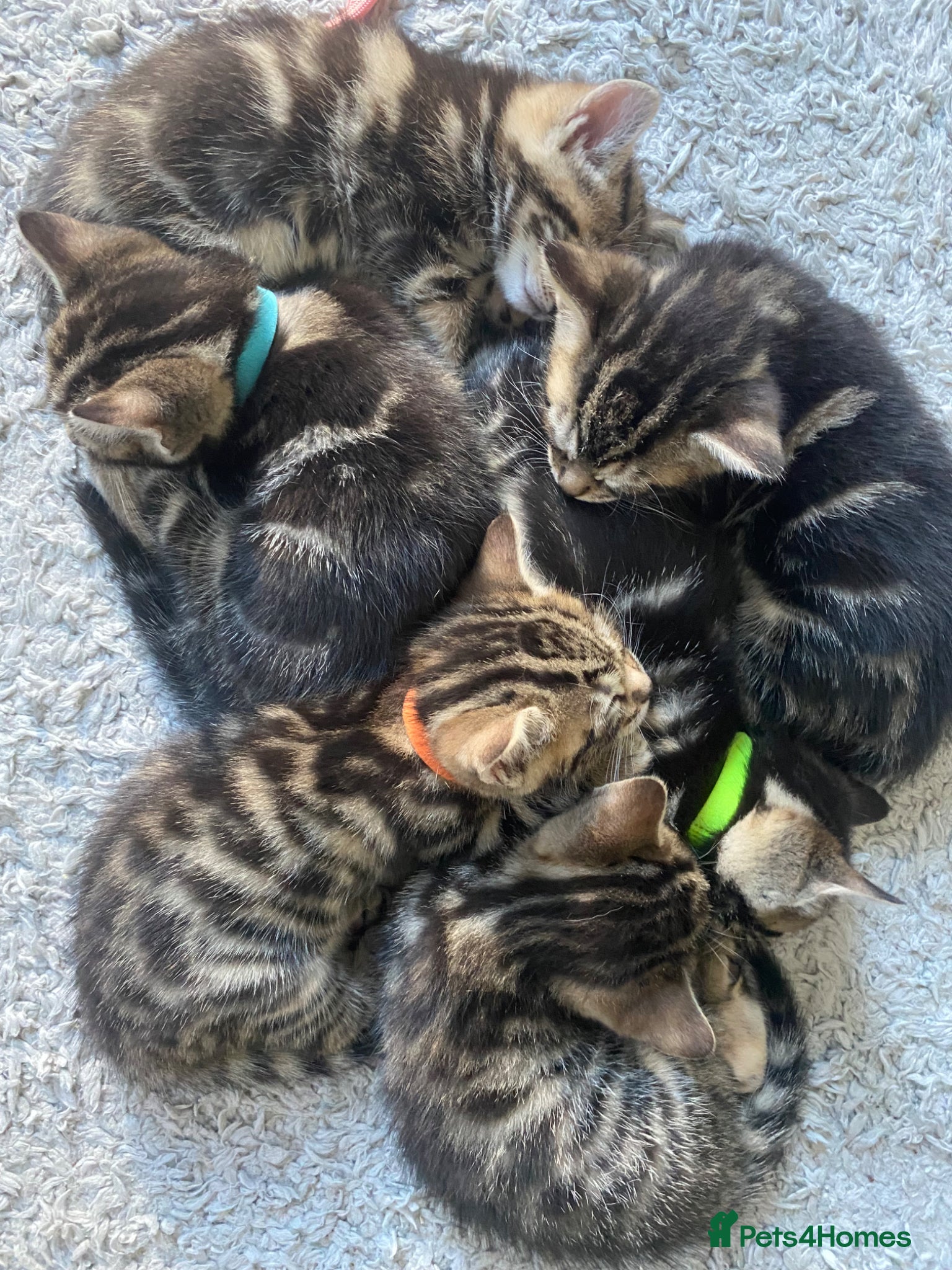 Bengal cats Bengal  - Advert 6