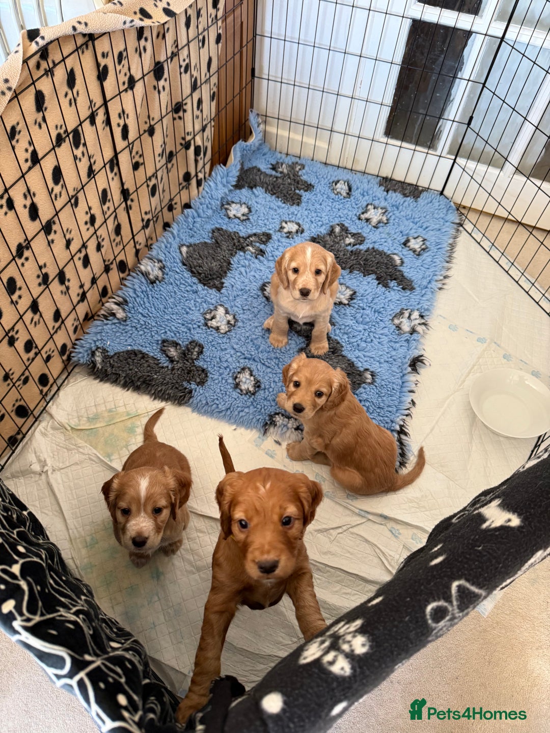 Cocker Spaniel dogs for sale: Well bred Working Cocker Spaniel Boy  - Image 6