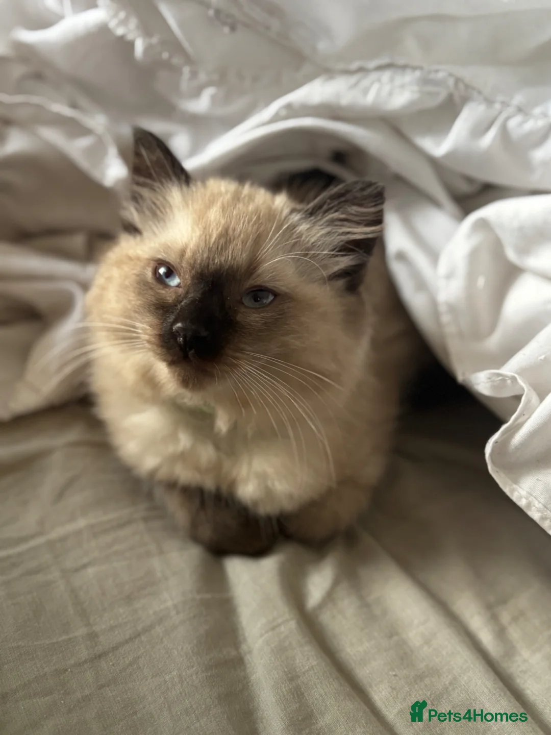 Mixed Breed cats for sale: Ragdoll cross Siamese   - Advert 2