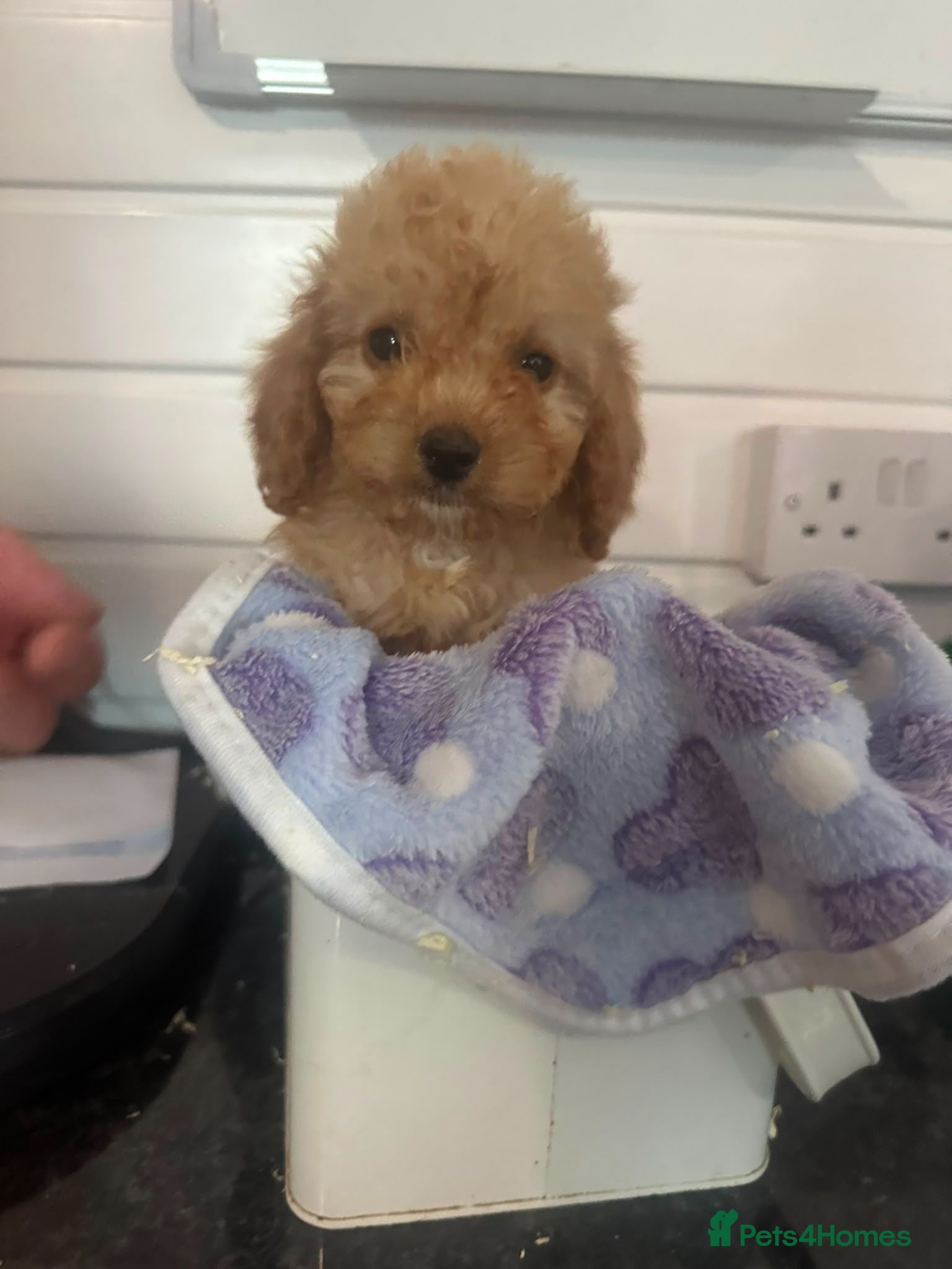 Cockapoo dogs Licensed F1b 2 Cockapoos ready to leave  - Advert 3
