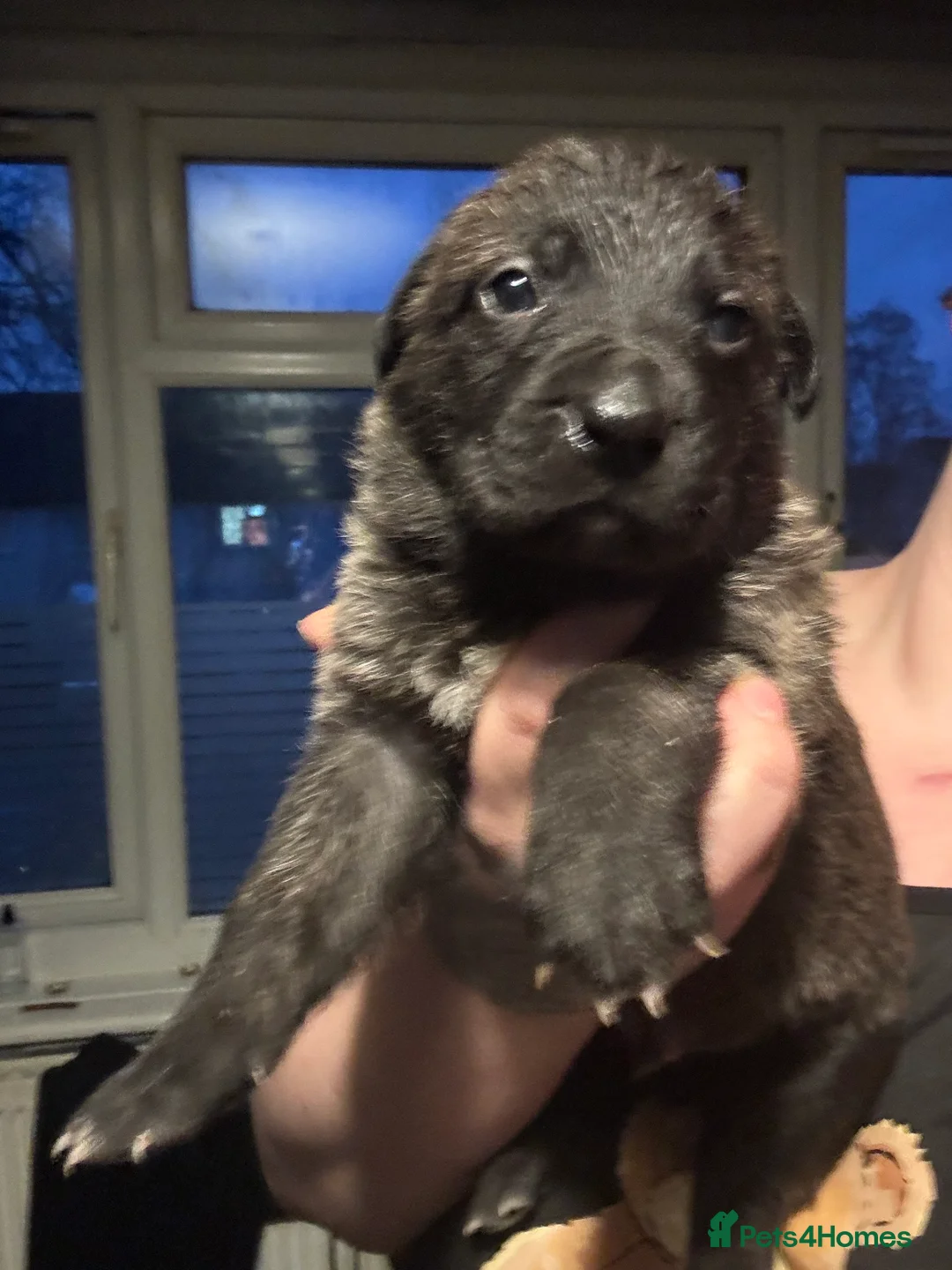 Mixed Breed dogs for sale: Beautiful staff x gsd puppies - Advert 30