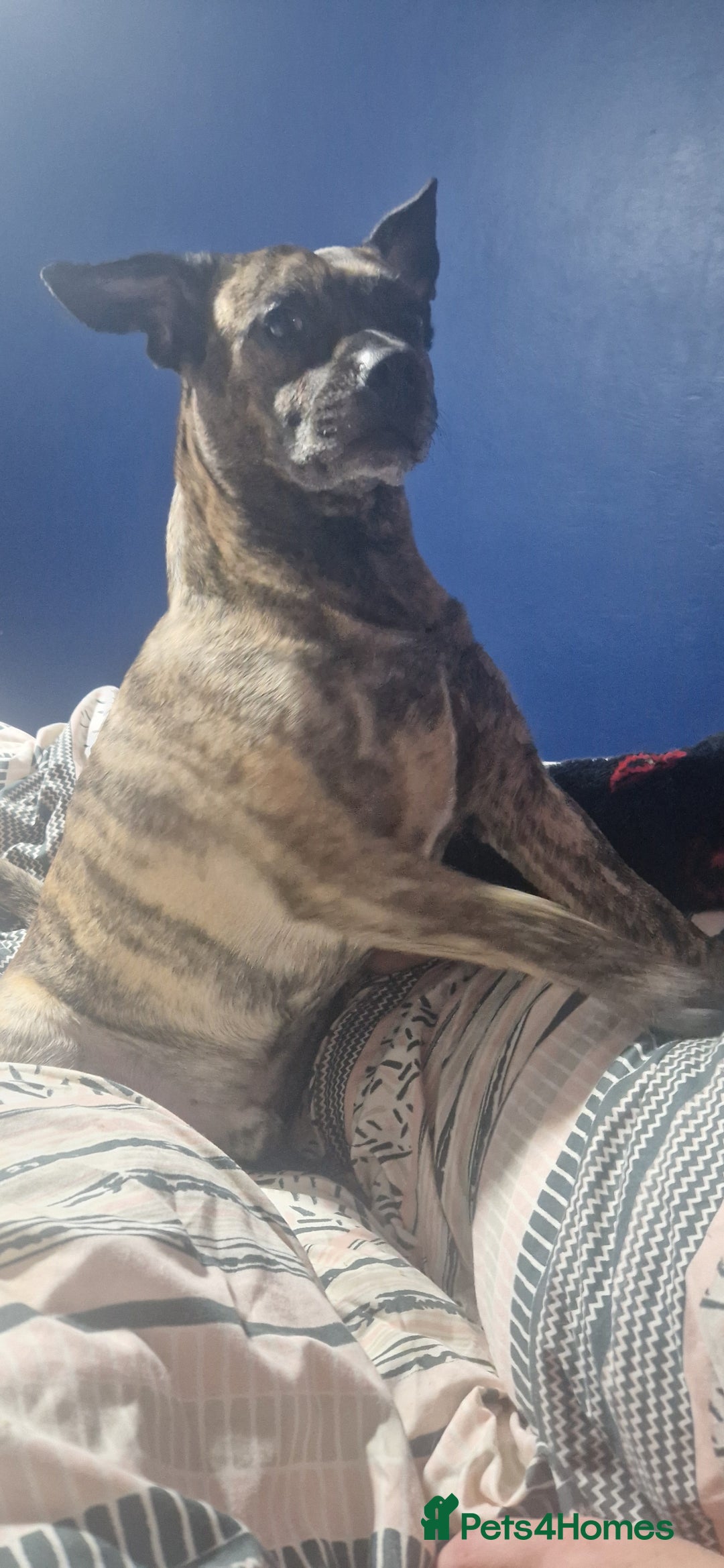 Mixed Breed dogs for sale: Reggie - 5 year old neutered male  - Image 4