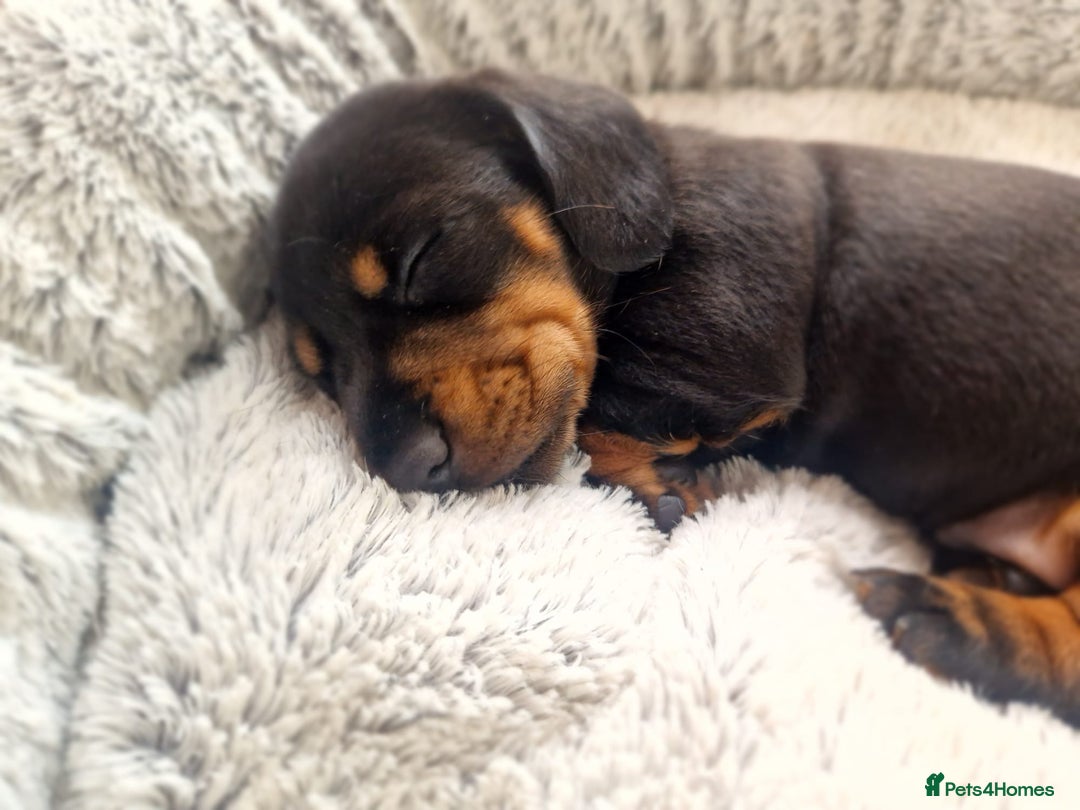 Dachshund dogs for sale: Miniature  - Image 6