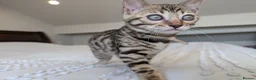 Bengal cats for sale: 🖤🩶🤍 BEAUTIFUL BENGAL KITTENS 🤍🩶🖤 - Advert 15