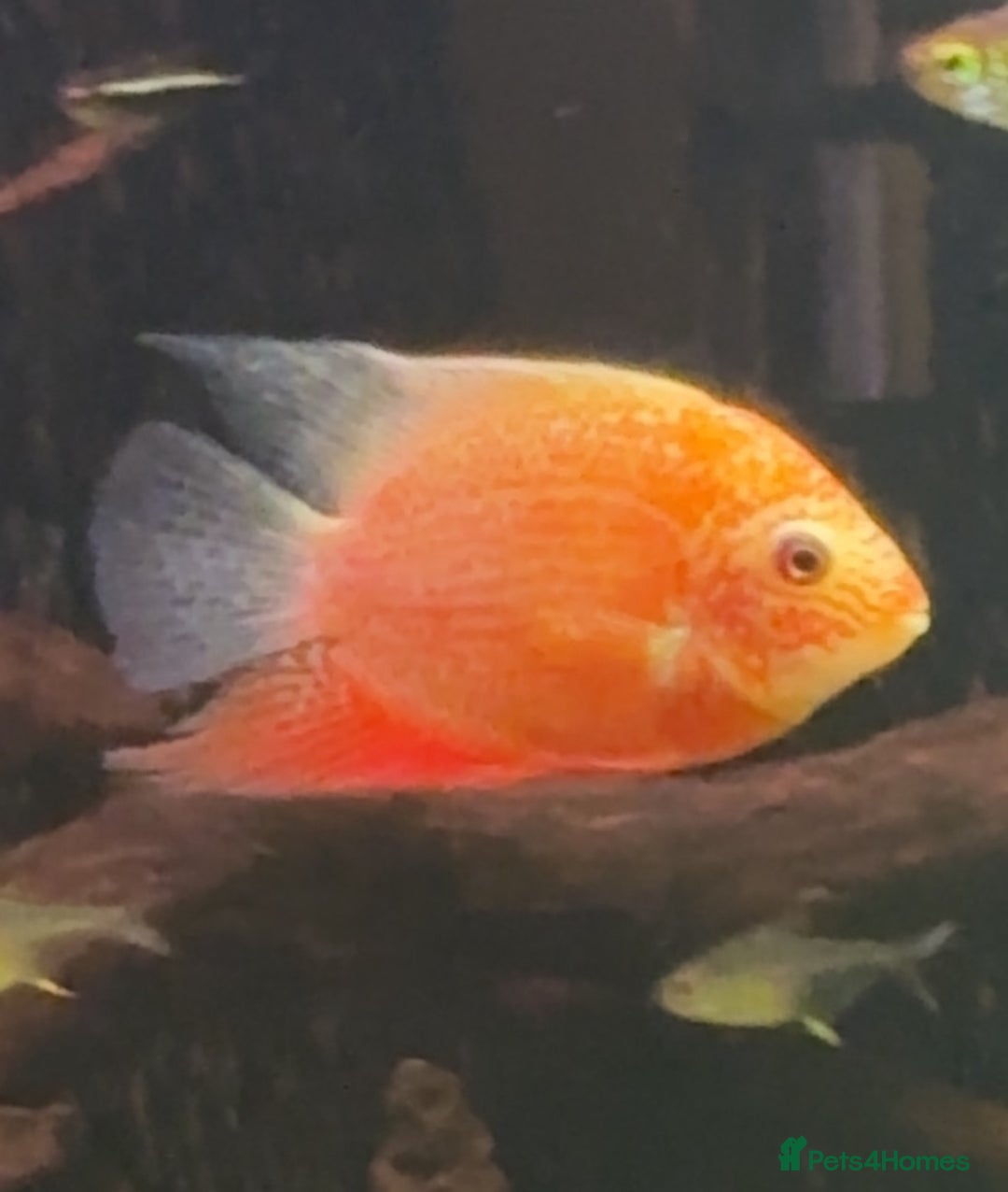 Other/Mixed Breed fish for sale: Large and medium Severums TROPICAL peaceful  - Image 5