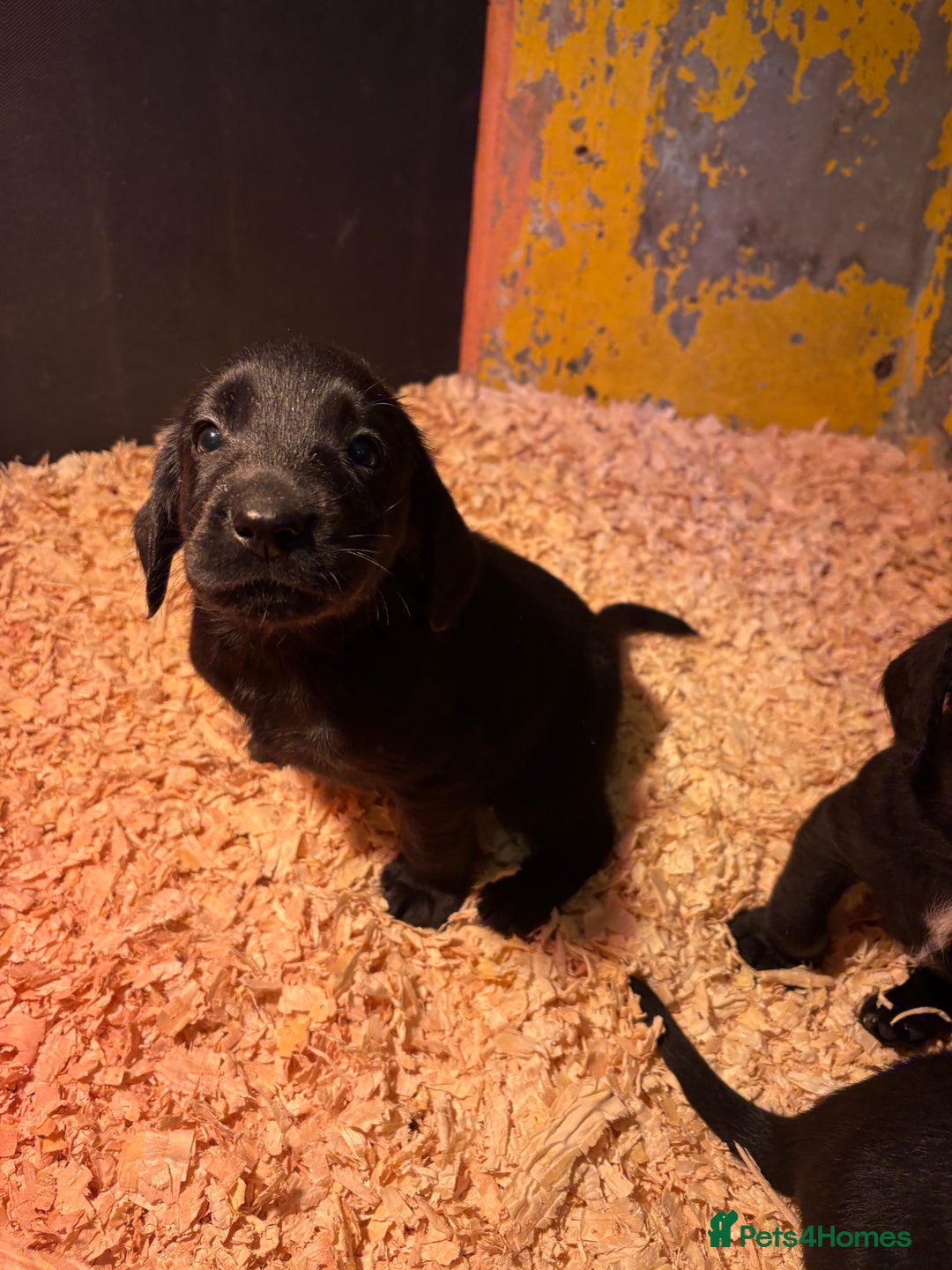 Cockerdor dogs for sale: One gorgeous sprockerdor girl from working parents - Advert 2