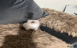 Ragdoll cats for sale: Only 2 left Beautiful ragdoll kittens🌹😊 - Image 9