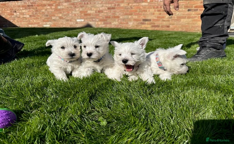 West Highland Terrier dogs - Advert 1