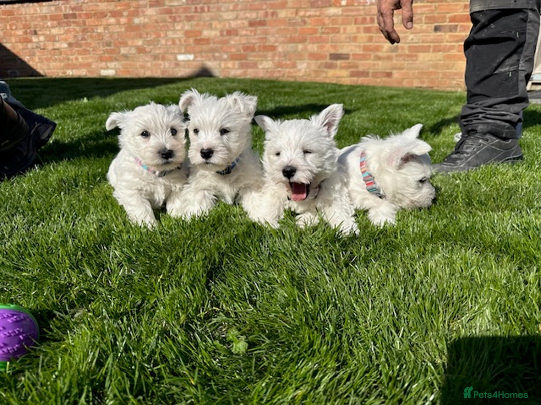 Terrier Puppies Southern West Highland White Terrier Club Buy Best - Main Image