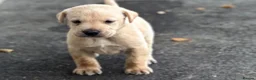 Labrador Retriever dogs for sale: KC REGISTERED LABRADOR PUPPIES - Advert 13