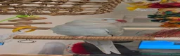 Ringnecks birds for sale: Pale Blue Indian Ringneck in Droitwich - Advert 5