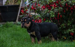 Olde English Bulldogge dogs for sale: Olde English Bulldog puppies (Reduced) - Image 6