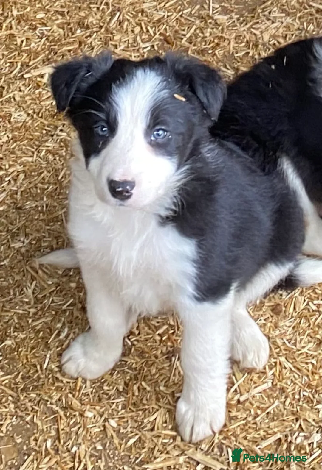 Border Collie dogs for sale: Stunning Border Collie Puppies - Advert 1