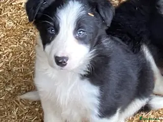 Border Collie dogs Stunning Border Collie Puppies - Advert 9