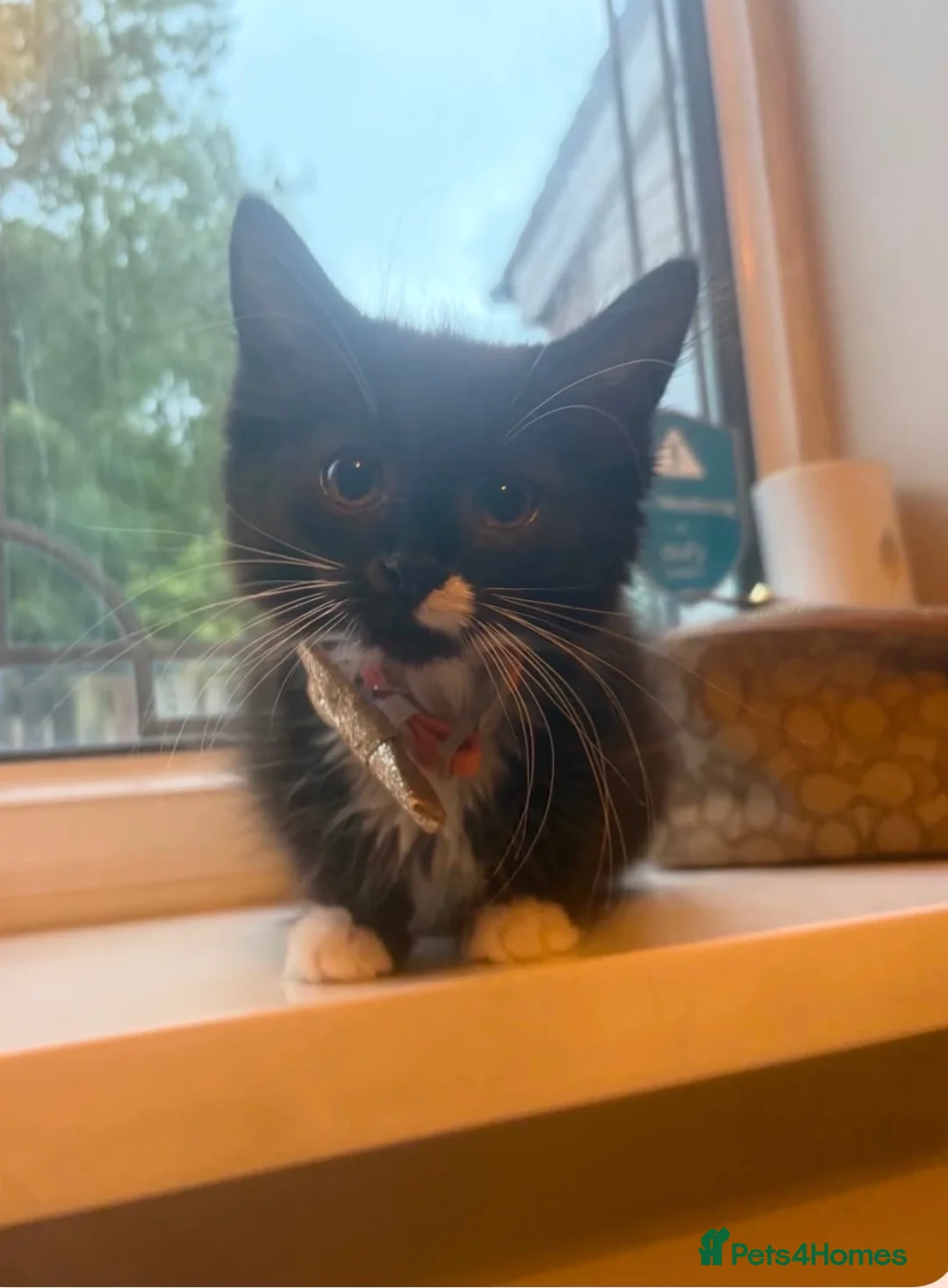 Mixed Breed cats for sale: Tabby kittens - Advert 6