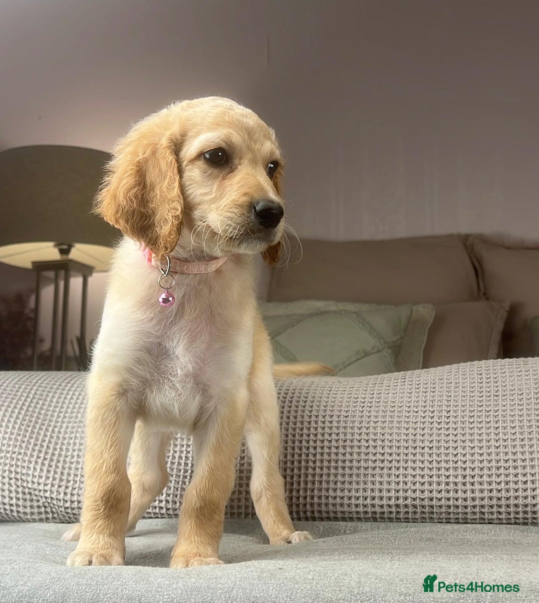 Irish Doodle dogs for sale: The perfect Doodle - Advert 11