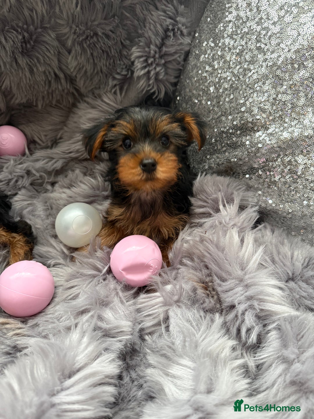 Yorkshire Terrier dogs for sale: Beautiful Yorkshire terrier puppies  - Image 10