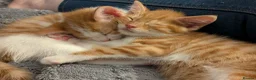 Domestic Shorthair cats for sale: 5 Ginger Kittens - Advert 20